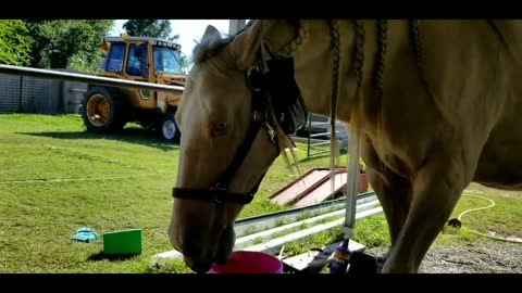 Helping a horse with anhidrosis through OklaHELLA summer