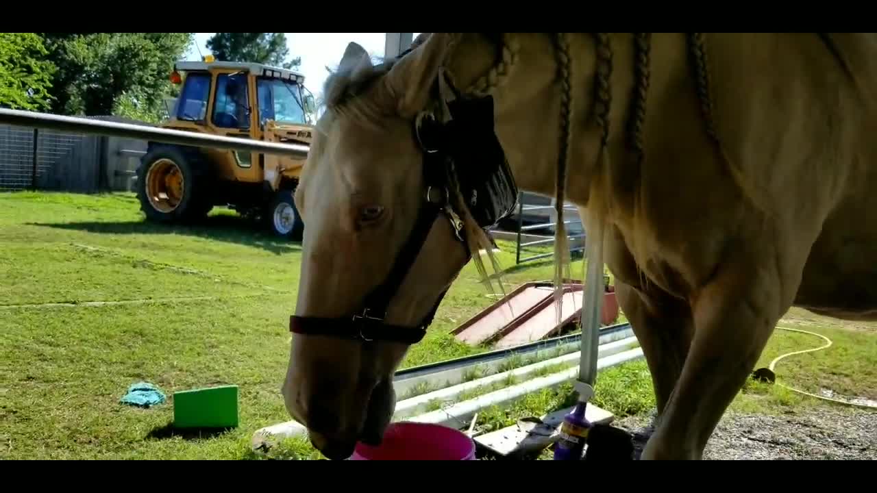 Helping a horse with anhidrosis through OklaHELLA summer