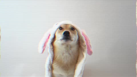 Dog Becomes Evil Bunny for Halloween