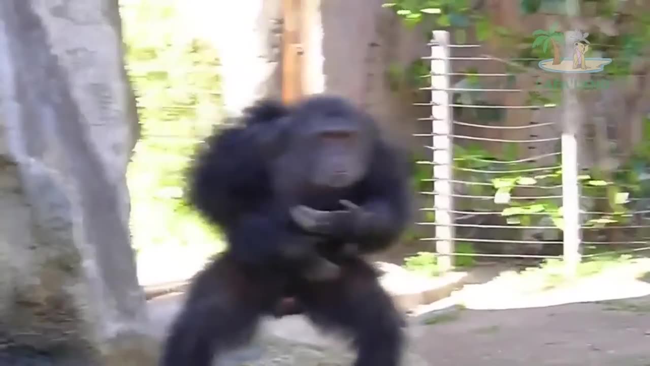 FUNNY MONKEY COMPILATION