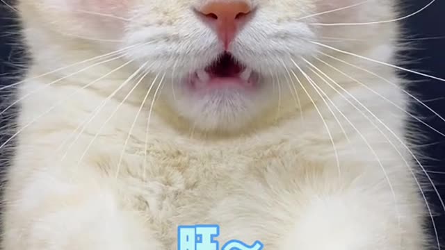 12_49718_爱笑的小年糕_我的猫竟然是狗变的#猫咪的迷惑行为