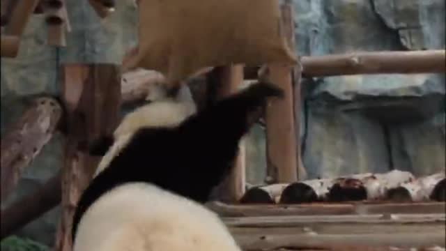 The cat is indeed a national treasure