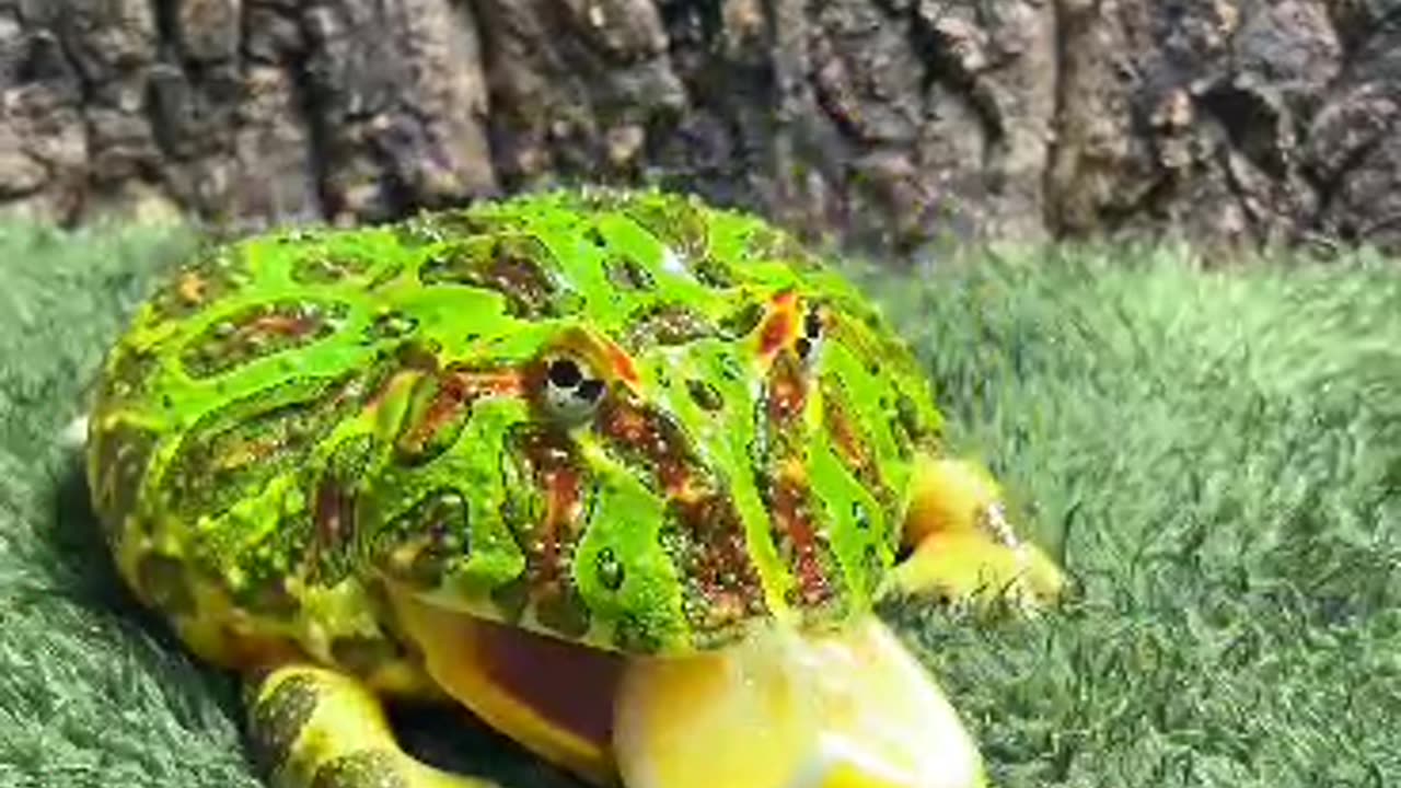 Funny animals with Tomato 🐸😂