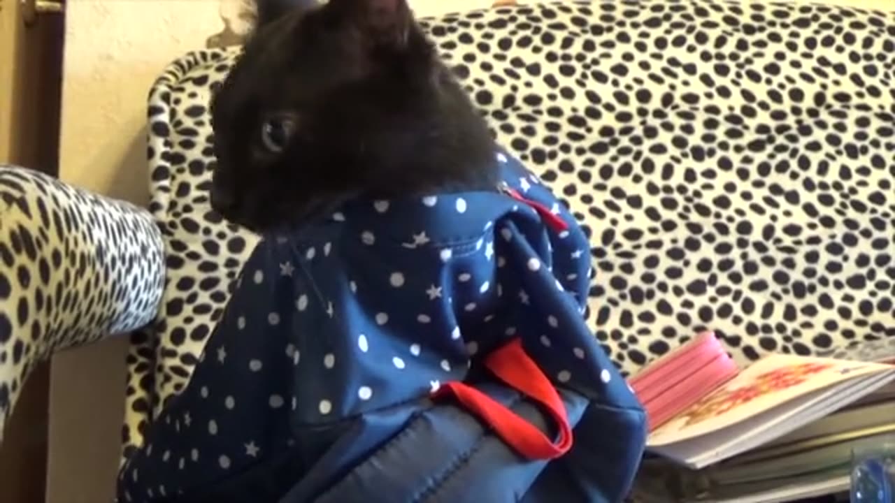 cute cat in bagpack