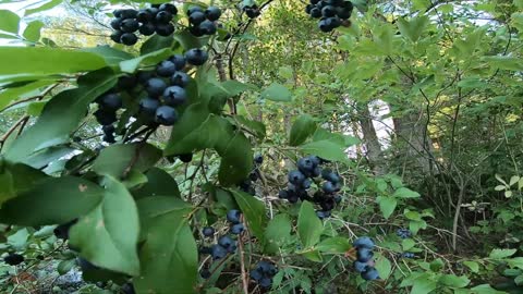 Blueberries
