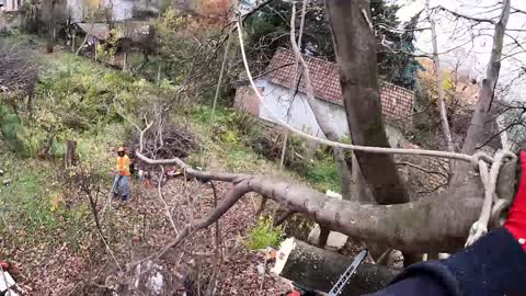 Cutting a HUGE Walnut with NO SPACE!