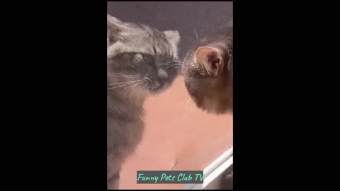 Funny Animal Videos 🤣 Funniest Cats and Dogs Videos 2024 😹🐶