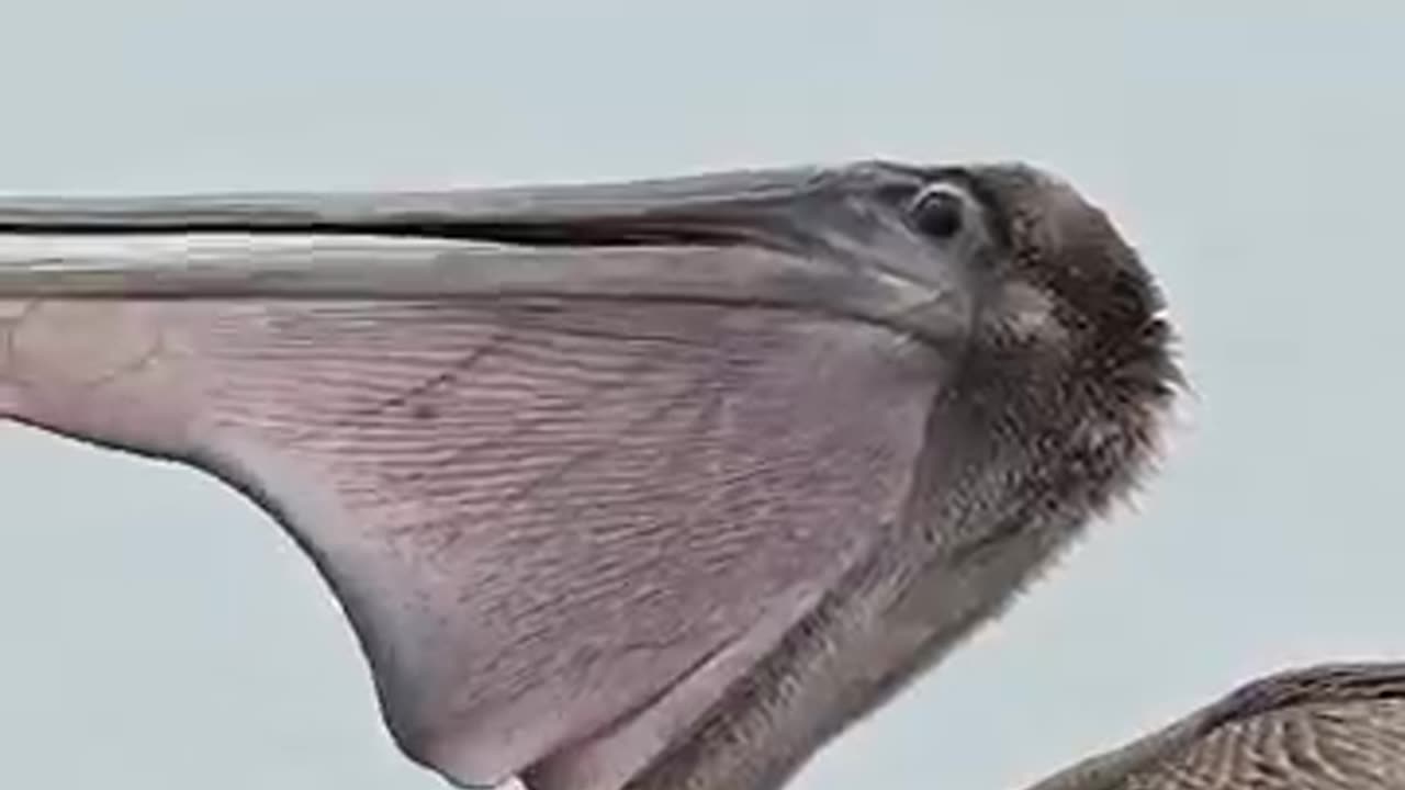 Hungry pelican dives into the ocean and swallows a huge fish whole _bird