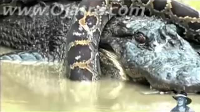 Python vs Alligator 01 -- Real Fight -- Python attacks Alligator