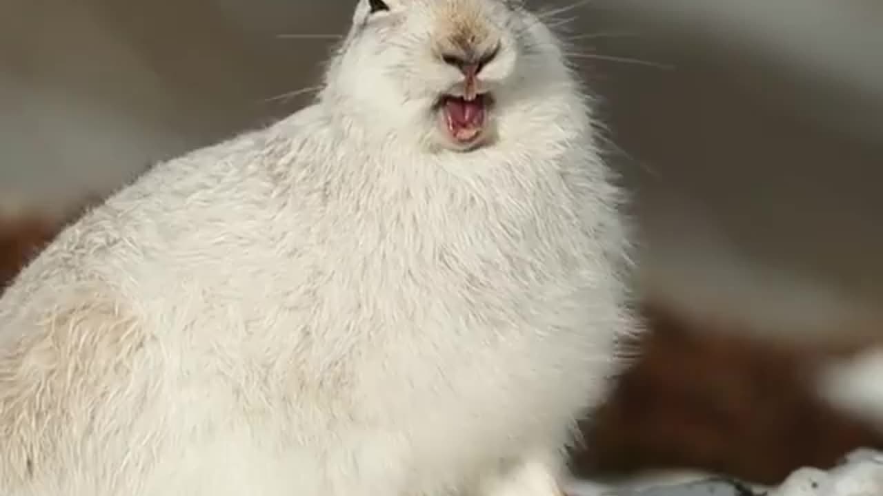 ⁣The mountain hares are a symbol of the highlands and are difficult to see during the summer months.