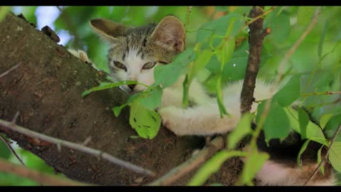 Stray kitten on a tree branch Stray cat is an un owned domestic cat