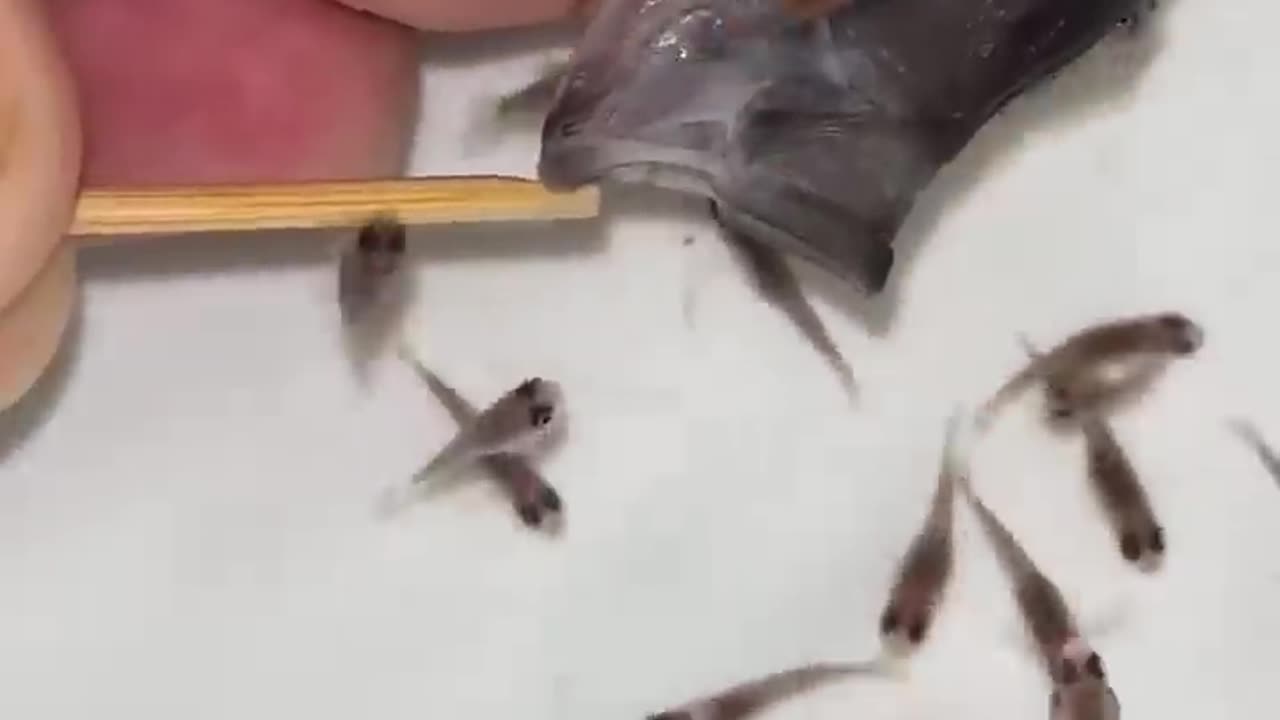 Fish Amazing Video