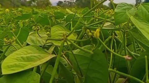 Farming stutas chandan Sharma Gaya Bihar