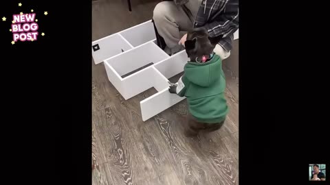 Dog and cat funny meme 2025| best meme of dog and cat || try not to laugh