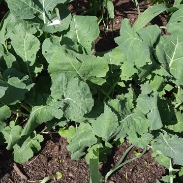 Beautiful butterfly 🦋