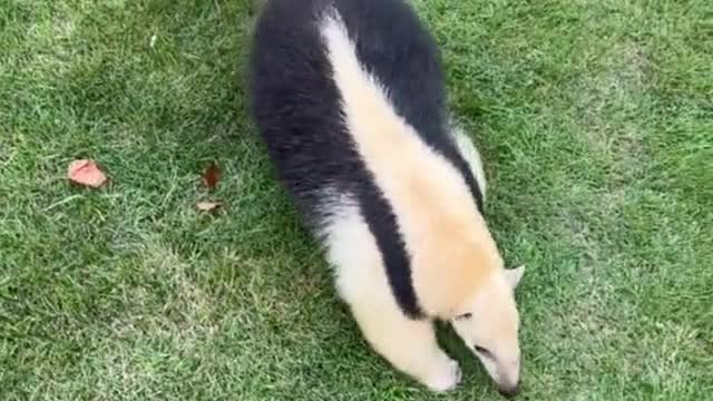 anteaters