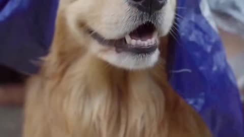 Very understanding dog 🐶 and very emotional 😭the dog felt bad