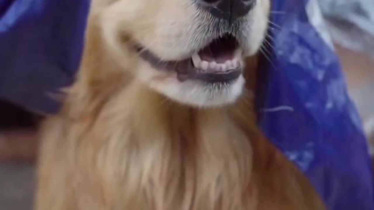 Very understanding dog 🐶 and very emotional 😭the dog felt bad
