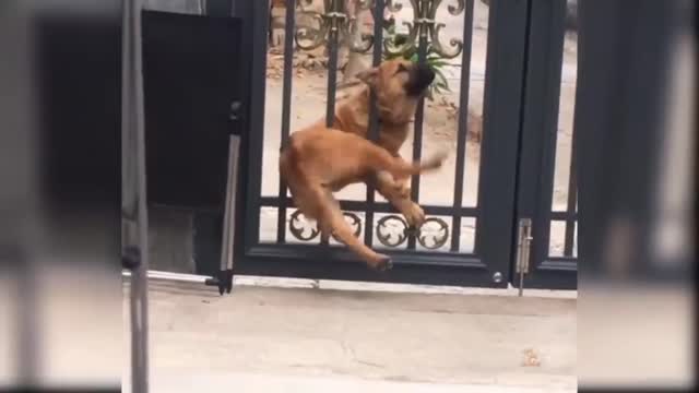 Dog Shares Sweet Moment With Rescued Deer