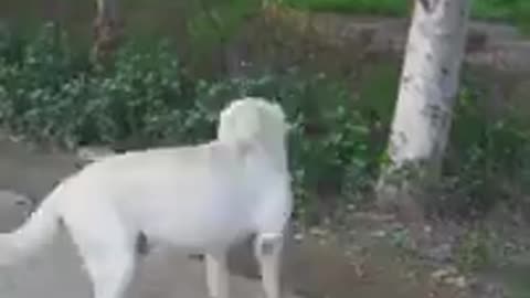 DOG SAVE BLIND MAN LIFE 😚😚😗