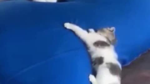 funny cat playing