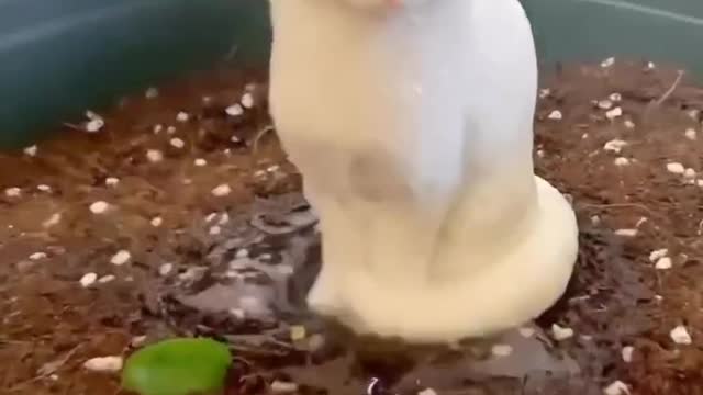 Cute cat
