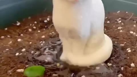 Cute cat