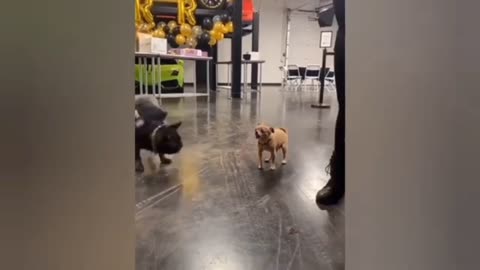 Cute dog's funny reactions