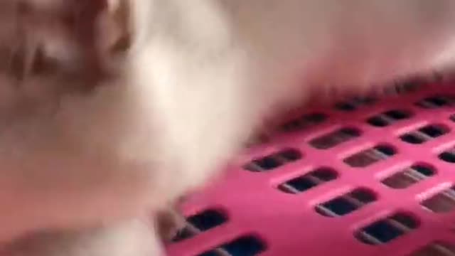 #Funniest Animals Real 😹 - Best Of The 2022 #Funny Animals Videos - Try Not To Laugh #comedy #shorts
