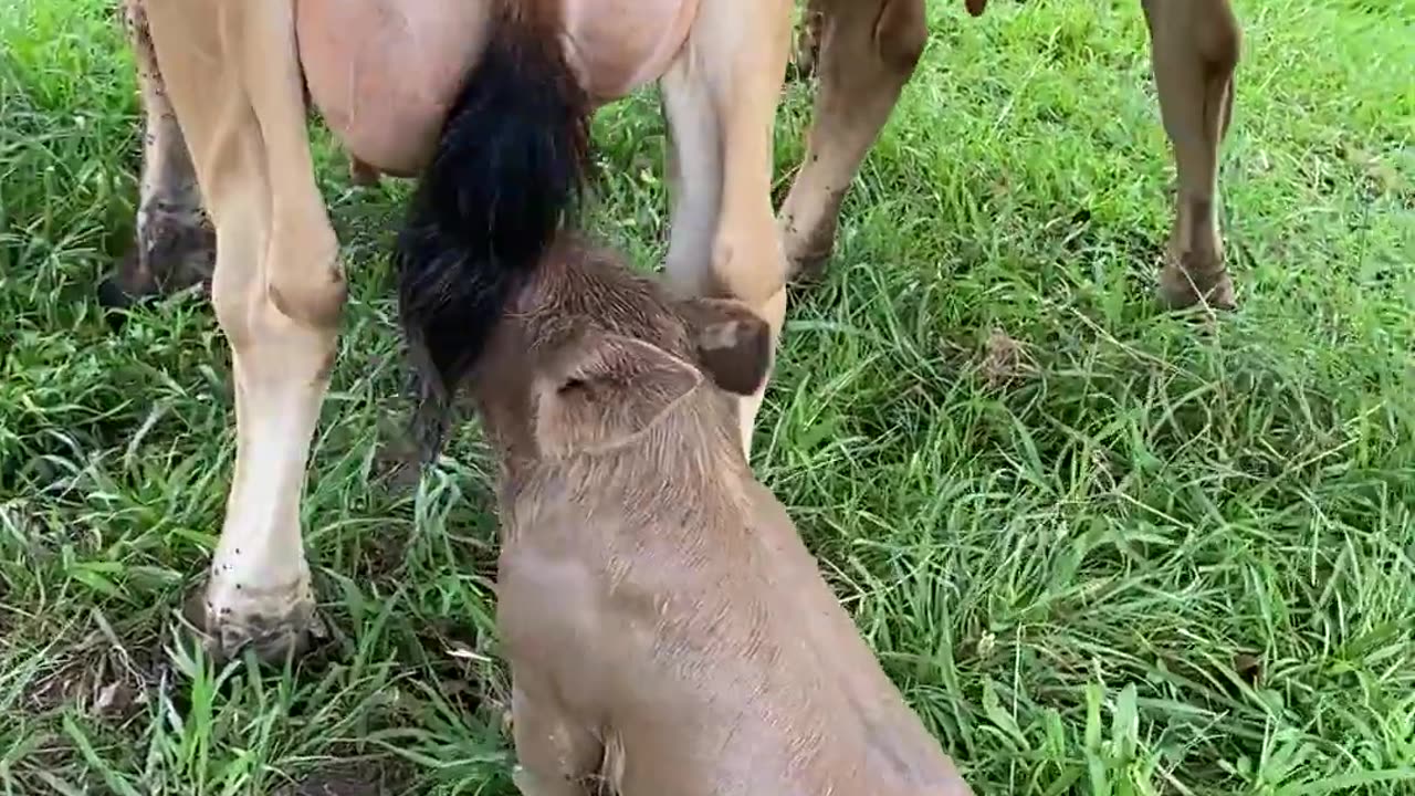 Pig Thinks She's A Baby Cow