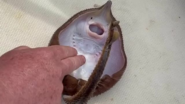 Stingray Cute Funny Video