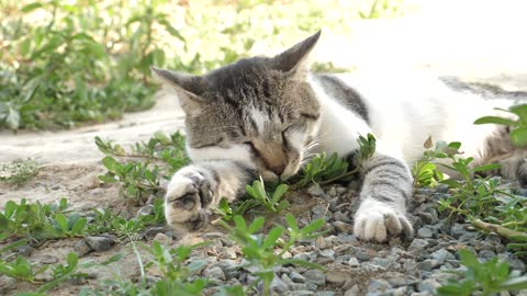 cute cat is tired