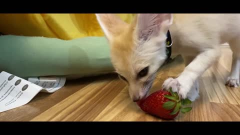 Fox eats a Strawberry for the First Time