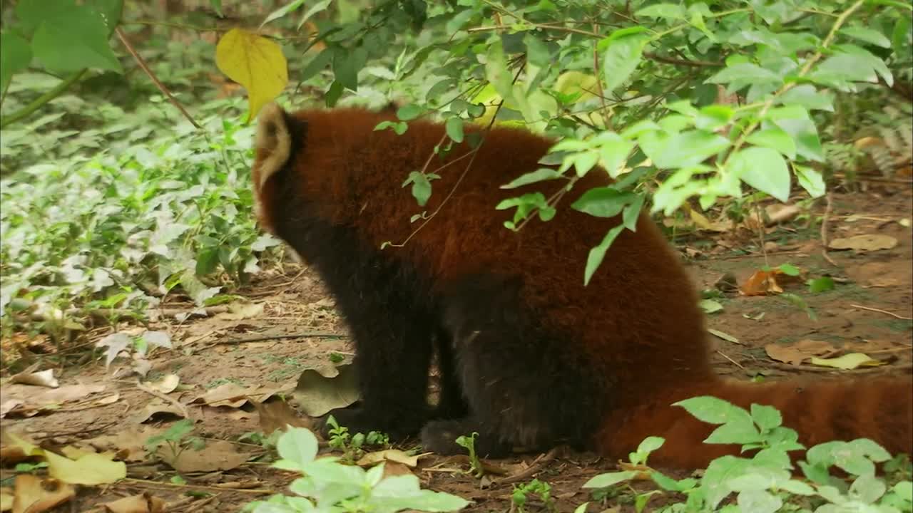 CUTE RED PANDA CREATURE ADVENTURE | The Real-Life Wild Kratts