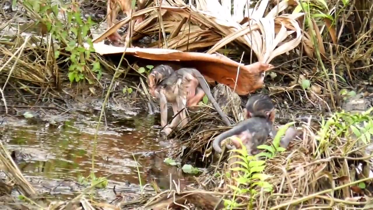 stuck in the middle of a swamp during a flood