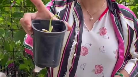 Planting a plum