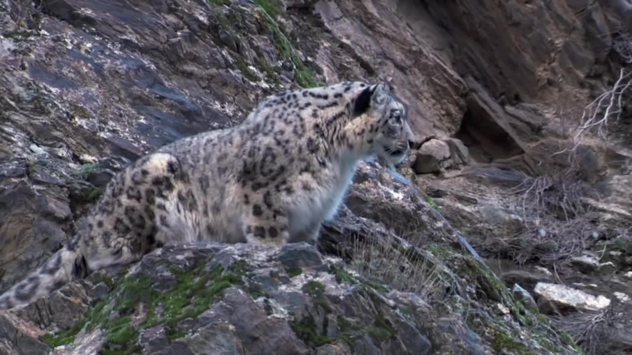 Mountain Goat Tossing Snow Leopard Falls Down From Cliff To Escape - Even The Mighty Can Falter-7