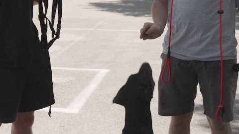 This Doberman Pinscher WON’T Stop Pulling, Can We Fix It?