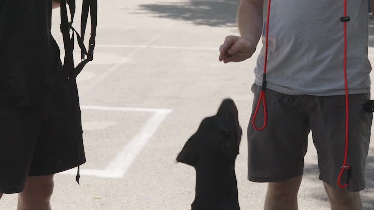 This Doberman Pinscher WON’T Stop Pulling, Can We Fix It?
