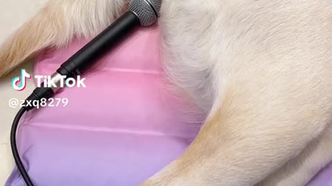 Funny dog
