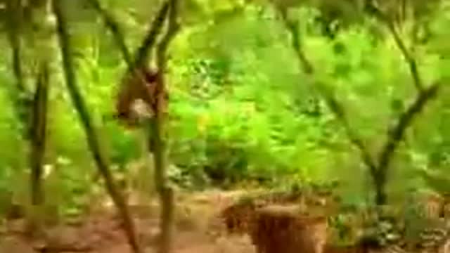 Life in the wild monkey tries to press cubs