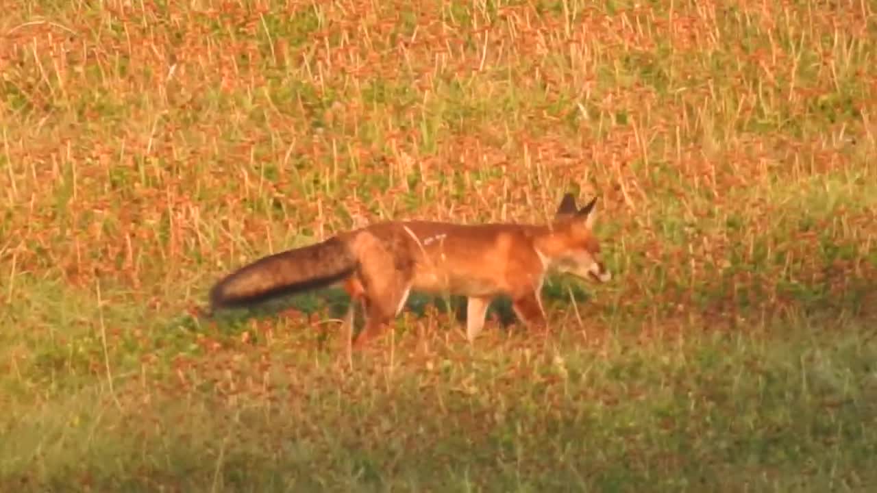 Fuchs auf Beutejagt