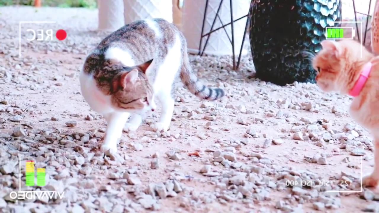 Beautiful and Cute Cats Kittens Playing Together so Funny 4 | Viral Cat