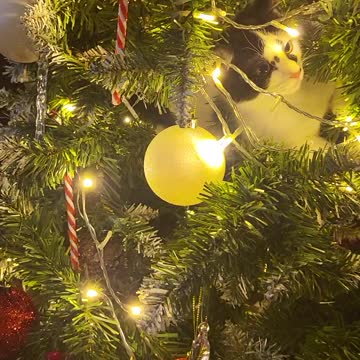 Our baby kitten zeus stuck in Christmas tree