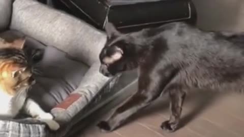"Feline Frights: Cats Getting Spooked in the Most Hilarious Ways!"