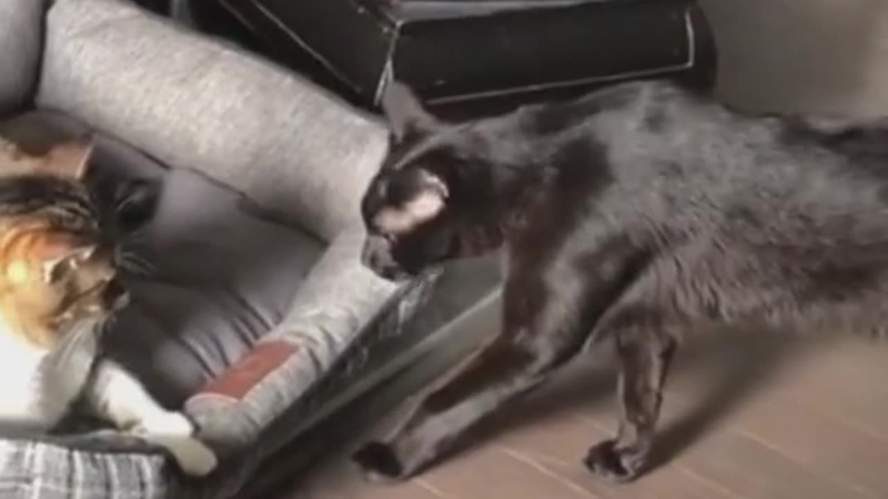 "Feline Frights: Cats Getting Spooked in the Most Hilarious Ways!"