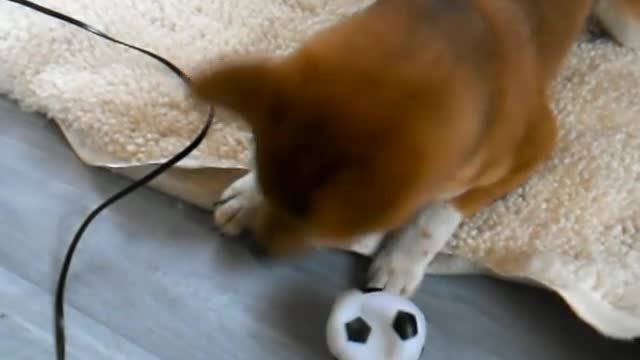 Do you know why dogs like playing ball?