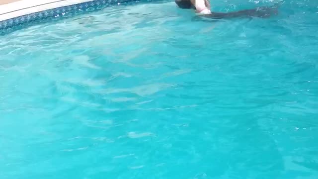 Pitty doing her morning swim!