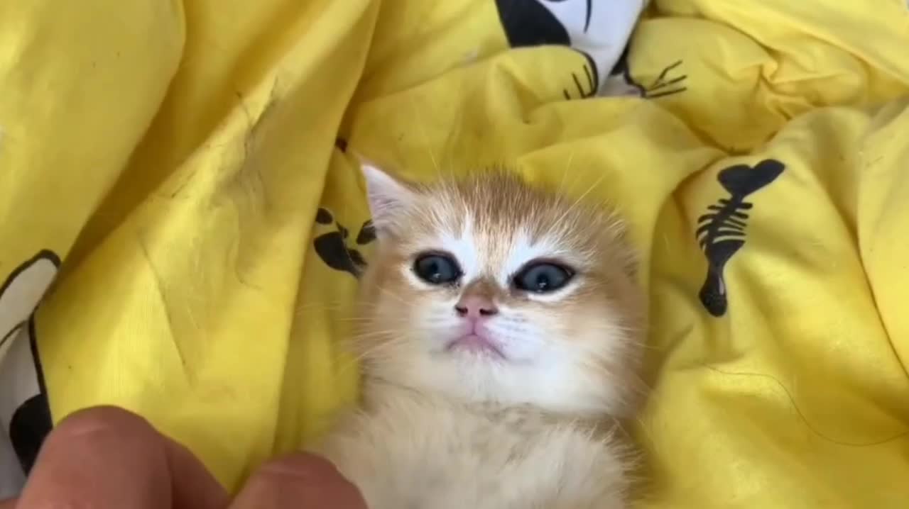 Dad Gives Kitten Massage And Puppy Nora Gets Jealous.