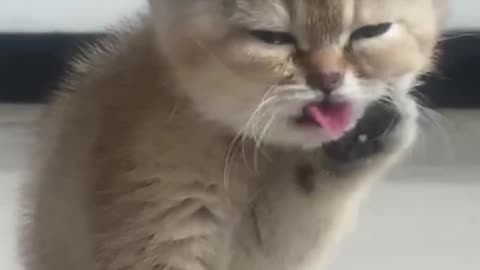 Cute cat video